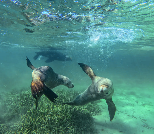 Swimming With Seals